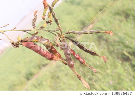 Ripe Pigeon peas on plant in farm 139926437