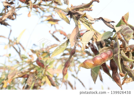 Ripe Pigeon peas on plant in farm Ripe Pigeon peas on plant in farm 139926438