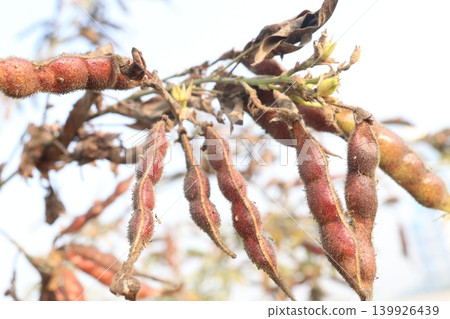 Ripe Pigeon peas on plant in farm Ripe Pigeon peas on plant in farm 139926439
