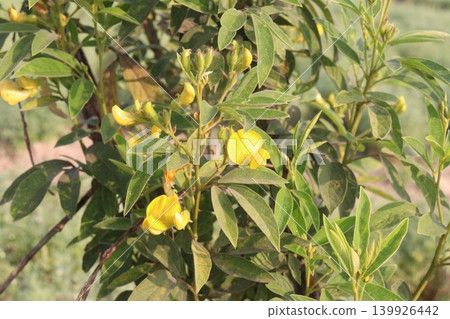 Ripe Pigeon peas on plant in farm Ripe Pigeon peas on plant in farm 139926442
