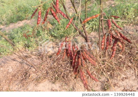 Ripe Pigeon peas on plant in farm Ripe Pigeon peas on plant in farm 139926448