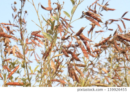 Ripe Pigeon peas on plant in farm 139926455