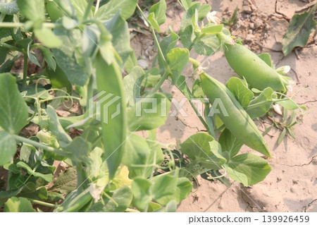 Field pea, Green Pea, Pisum sativum plant on farm Field pea, Green Pea, Pisum sativum plant on farm 139926459