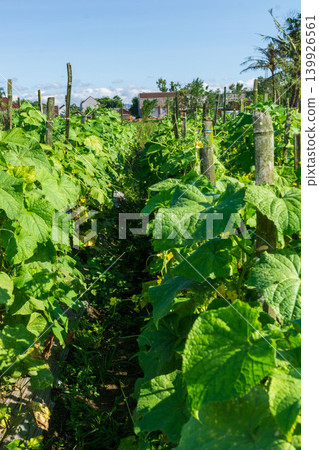 green cucumber (Cucumis sativus) hanging on a vine in the agricultural farm. green cucumber (Cucumis sativus) hanging on a vine in the agricultural farm. 139926561