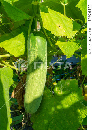 green cucumber (Cucumis sativus) hanging on a vine in the agricultural farm. green cucumber (Cucumis sativus) hanging on a vine in the agricultural farm. 139926563