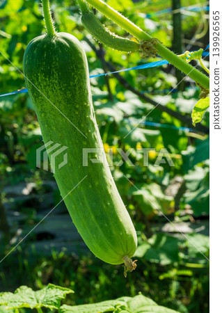 green cucumber (Cucumis sativus) hanging on a vine in the agricultural farm. green cucumber (Cucumis sativus) hanging on a vine in the agricultural farm. 139926565
