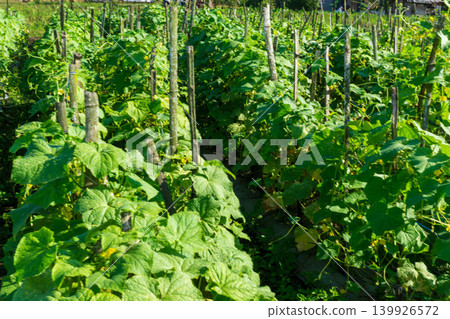 green cucumber (Cucumis sativus) hanging on a vine in the agricultural farm. green cucumber (Cucumis sativus) hanging on a vine in the agricultural farm. 139926572