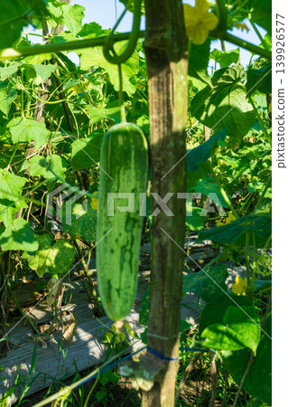 green cucumber (Cucumis sativus) hanging on a vine in the agricultural farm. green cucumber (Cucumis sativus) hanging on a vine in the agricultural farm. 139926577