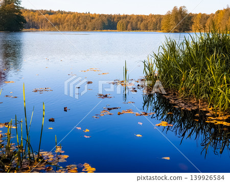 Calm Blue Forest Lake with Floating Autumn Leaves and Green Reed Grass in Golden Evening Light Calm Blue Forest Lake with Floating Autumn Leaves and Green Reed Grass in Golden Evening Light 139926584
