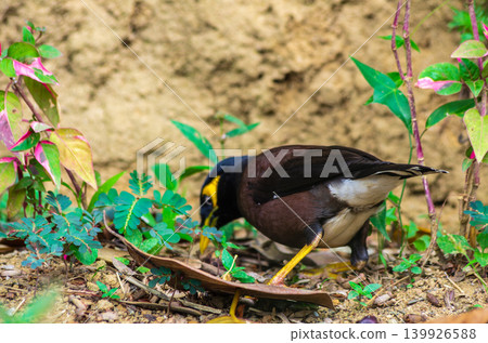 Common Myna Bird with Yellow Beak and Eye Patch Standing on Ground Among Green Grass Common Myna Bird with Yellow Beak and Eye Patch Standing on Ground Among Green Grass 139926588