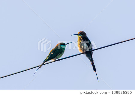 Two Blue-Tailed Bee-Eater Birds Perched on Power Line Against Clear Blue-Gray Sky Two Blue-Tailed Bee-Eater Birds Perched on Power Line Against Clear Blue-Gray Sky 139926590