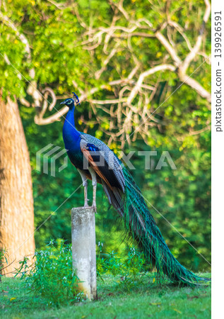 Indian Peacock with Long Iridescent Tail Feathers Standing on Stone Post in Tropical Forest Setting Indian Peacock with Long Iridescent Tail Feathers Standing on Stone Post in Tropical Forest Setting 139926591