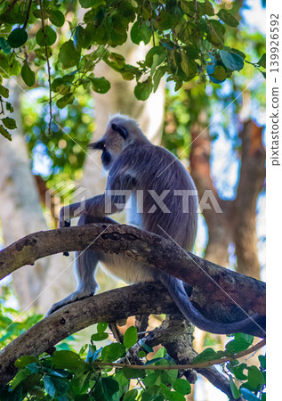 Gray Langur Monkey Sitting on Tree Branch Among Green Tropical Foliage in Natural Habitat 139926592
