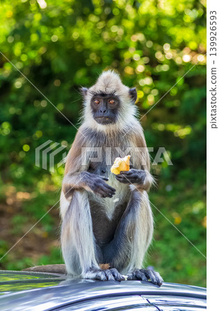 Gray Langur Monkey Sitting on Car Roof Eating Food While Looking at Camera Against Green Bokeh Background Gray Langur Monkey Sitting on Car Roof Eating Food While Looking at Camera Against Green Bokeh Background 139926593