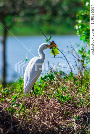 White Egret Standing on Grassy Riverbank Among Green Vegetation with Blurred Water Background 139926594
