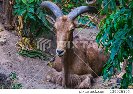 Barbary Sheep Aoudad with Large Curved Horns Resting on Ground Among Green Tropical Vegetation Barbary Sheep Aoudad with Large Curved Horns Resting on Ground Among Green Tropical Vegetation 139926595