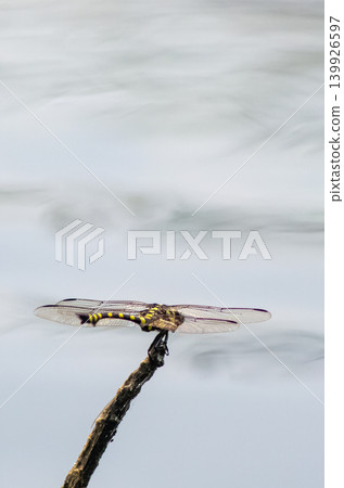 Yellow and Black Dragonfly Perched on Twig Over Blurred Water Surface with Soft Gray Background Yellow and Black Dragonfly Perched on Twig Over Blurred Water Surface with Soft Gray Background 139926597