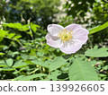 Pink Wild Rose Blooming in Summer Garden 139926605