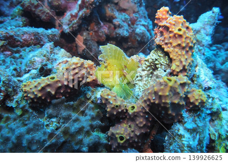 一條蝎子魚棲息在分枝珊瑚上-水下照片 一條蝎子魚棲息在分枝珊瑚上-水下照片 139926625