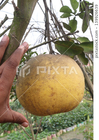 Pomelo on tree in farm Pomelo on tree in farm 139926639