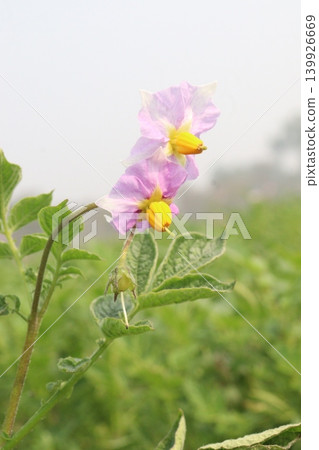 Potato flower on plant in farm for harvest Potato flower on plant in farm for harvest 139926669