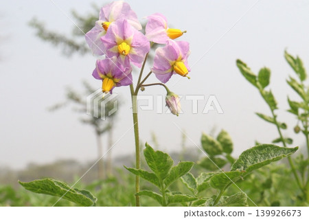 Potato flower on plant in farm for harvest 139926673