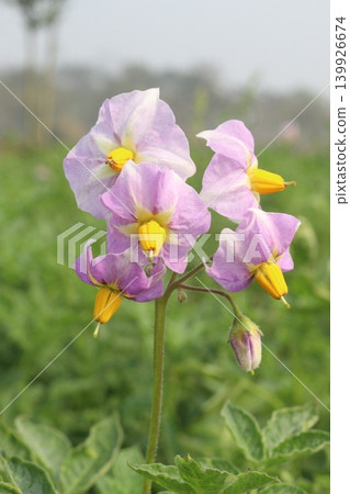 Potato flower on plant in farm for harvest 139926674