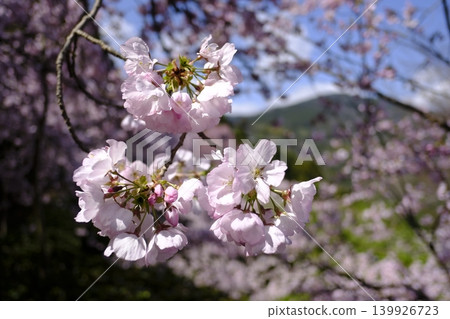Cherry Blossoms Cherry Blossoms 139926723