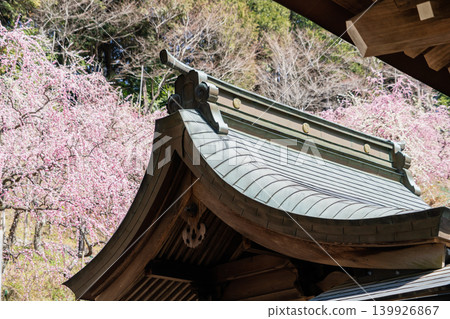 A view of the grounds of Hime-no-Miya Shrine in spring. A view of the grounds of Hime-no-Miya Shrine in spring. 139926867