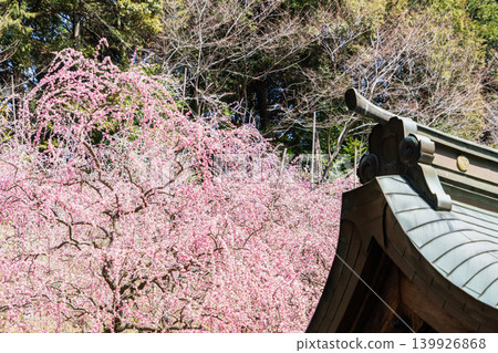 春日姬宮神社的景色。 春日姬宮神社的景色。 139926868