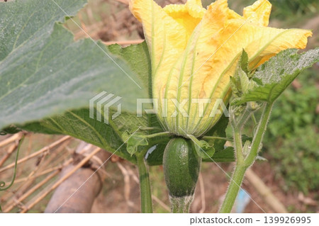 pumpkin flower on plant in farm pumpkin flower on plant in farm 139926995