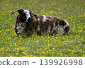 Jacob sheep chilling in summer meadow 139926998