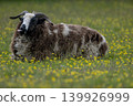 Jacob sheep licking its lips in flower meadow 139926999