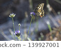 Swallowtail butterfly feeding on flower on Greek island 139927001