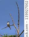Sardinian Warbler perched on Greek island of Syros 139927002