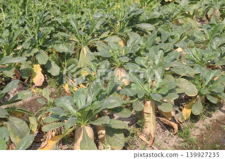 Radish plant on farm for harvest 139927235