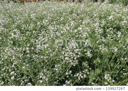 Radish flower on field for harvest are cash crops 139927267