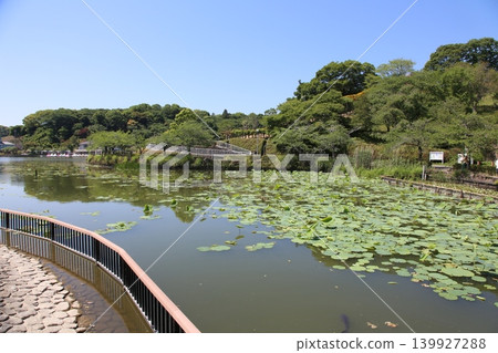 Rengeji Pond Park, Rengeji Pond, Fujieda City, Shizuoka Prefecture, Tokai Region, A paradise of flowers, water, birds, and smiles, Lotus, Iris, Park Rengeji Pond Park, Rengeji Pond, Fujieda City, Shizuoka Prefecture, Tokai Region, A paradise of flowers, water, birds, and smiles, Lotus, Iris, Park 139927288