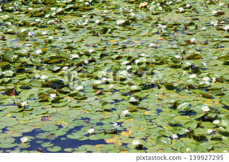 Rengeji Pond Park, Rengeji Pond, Fujieda City, Shizuoka Prefecture, Tokai Region, A paradise of flowers, water, birds, and smiles, Lotus, Iris, Park Rengeji Pond Park, Rengeji Pond, Fujieda City, Shizuoka Prefecture, Tokai Region, A paradise of flowers, water, birds, and smiles, Lotus, Iris, Park 139927295