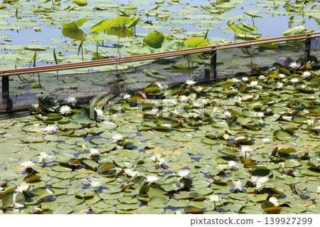 Rengeji Pond Park, Rengeji Pond, Fujieda City, Shizuoka Prefecture, Tokai Region, A paradise of flowers, water, birds, and smiles, Lotus, Iris, Park Rengeji Pond Park, Rengeji Pond, Fujieda City, Shizuoka Prefecture, Tokai Region, A paradise of flowers, water, birds, and smiles, Lotus, Iris, Park 139927299