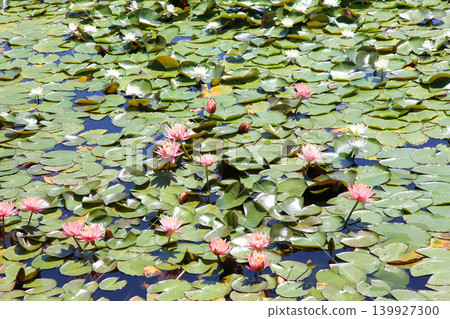 Rengeji Pond Park, Rengeji Pond, Fujieda City, Shizuoka Prefecture, Tokai Region, A paradise of flowers, water, birds, and smiles, Lotus, Iris, Park Rengeji Pond Park, Rengeji Pond, Fujieda City, Shizuoka Prefecture, Tokai Region, A paradise of flowers, water, birds, and smiles, Lotus, Iris, Park 139927300