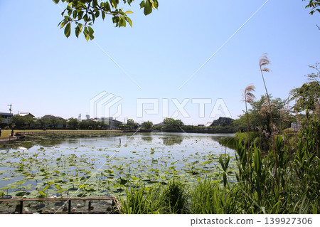 蓮華寺池公園,蓮花寺池,靜岡縣藤枝市,東海地區,花、水、鳥、笑的天堂,蓮花、鳶尾花,公園 蓮華寺池公園,蓮花寺池,靜岡縣藤枝市,東海地區,花、水、鳥、笑的天堂,蓮花、鳶尾花,公園 139927306