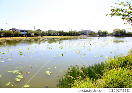 蓮華寺池公園,蓮花寺池,靜岡縣藤枝市,東海地區,花、水、鳥、笑的天堂,蓮花、鳶尾花,公園 蓮華寺池公園,蓮花寺池,靜岡縣藤枝市,東海地區,花、水、鳥、笑的天堂,蓮花、鳶尾花,公園 139927318