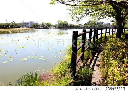 Rengeji Pond Park, Rengeji Pond, Fujieda City, Shizuoka Prefecture, Tokai Region, A paradise of flowers, water, birds, and smiles, Lotus, Iris, Park Rengeji Pond Park, Rengeji Pond, Fujieda City, Shizuoka Prefecture, Tokai Region, A paradise of flowers, water, birds, and smiles, Lotus, Iris, Park 139927325