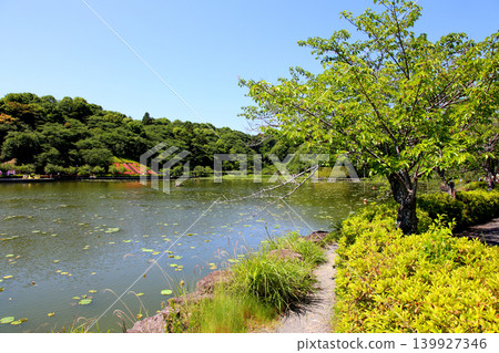 Rengeji Pond Park, Rengeji Pond, Fujieda City, Shizuoka Prefecture, Tokai Region, A paradise of flowers, water, birds, and smiles, Lotus, Iris, Park Rengeji Pond Park, Rengeji Pond, Fujieda City, Shizuoka Prefecture, Tokai Region, A paradise of flowers, water, birds, and smiles, Lotus, Iris, Park 139927346