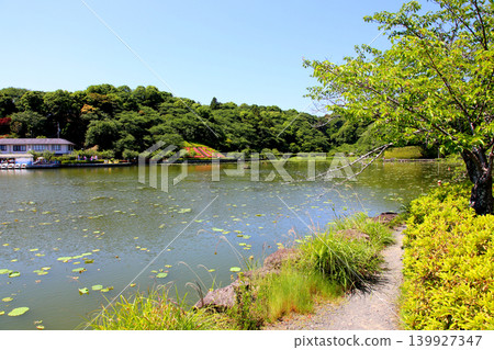 Rengeji Pond Park, Rengeji Pond, Fujieda City, Shizuoka Prefecture, Tokai Region, A paradise of flowers, water, birds, and smiles, Lotus, Iris, Park Rengeji Pond Park, Rengeji Pond, Fujieda City, Shizuoka Prefecture, Tokai Region, A paradise of flowers, water, birds, and smiles, Lotus, Iris, Park 139927347