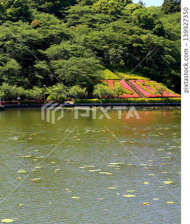 Rengeji Pond Park, Rengeji Pond, Fujieda City, Shizuoka Prefecture, Tokai Region, A paradise of flowers, water, birds, and smiles, Lotus, Iris, Park Rengeji Pond Park, Rengeji Pond, Fujieda City, Shizuoka Prefecture, Tokai Region, A paradise of flowers, water, birds, and smiles, Lotus, Iris, Park 139927350