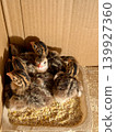 Close-up of guinea fowl chicks in a box. Breeding poultry on a farm. 139927360
