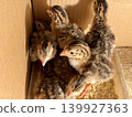 Close-up of guinea fowl chicks in a box. Breeding poultry on a farm. 139927363