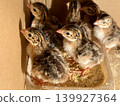 Close-up of guinea fowl chicks in a box. Breeding poultry on a farm. 139927364